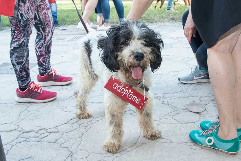 Feria Animalista 2018