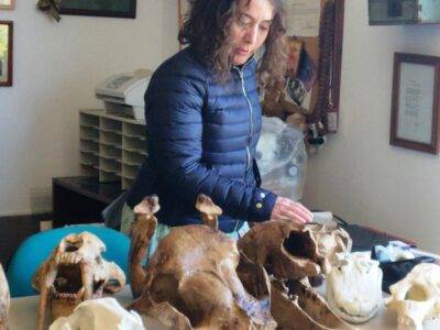 2019 04 09 Tello Dinosaures