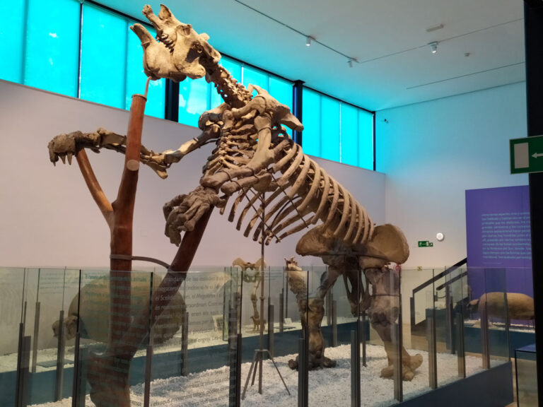 El Ayuntamiento restaurará piezas paleontológicas del Museo de Ciencias Naturales