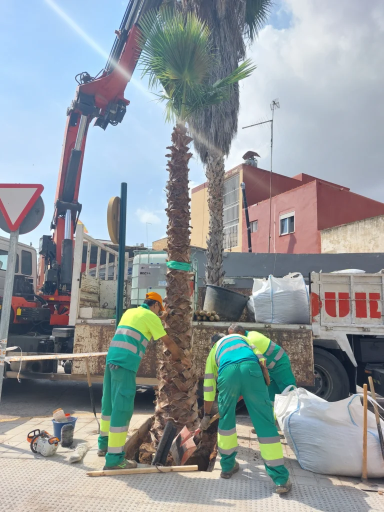 València empieza la plantación de 1.300 nuevos árboles