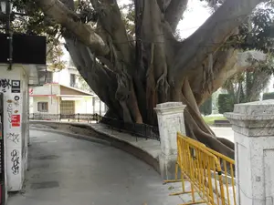 ficus parterre