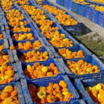La Batalla de Flors 2025 posa el punt final a la Fira de Juliol de València