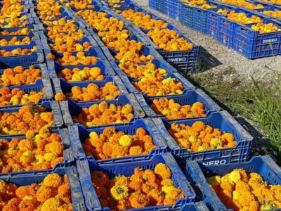 La Batalla de Flores 2025 pone el punto final a la Feria de Julio de València 2 Batalla de Flors 2025, Batalla de Flores 2025