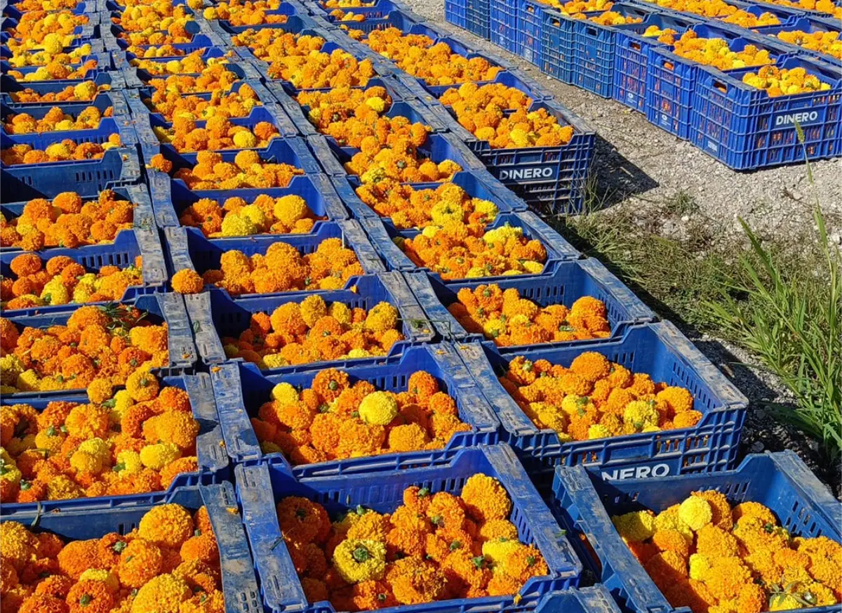 La Batalla de Flores 2025 pone el punto final a la Feria de Julio de València
