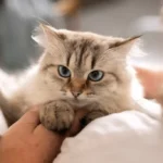 El ronroneig dels gats relaxa el 92% dels valencians que conviuen amb felins, segons Sanicat