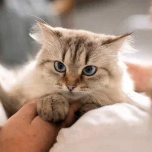 Ronroneig dels gats com a font de benestar emocional per als valencians