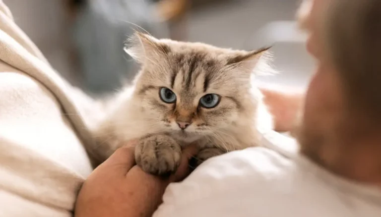 Ronroneig dels gats com a font de benestar emocional per als valencians