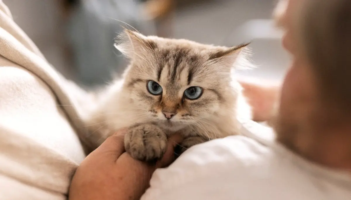 Ronroneig dels gats com a font de benestar emocional per als valencians