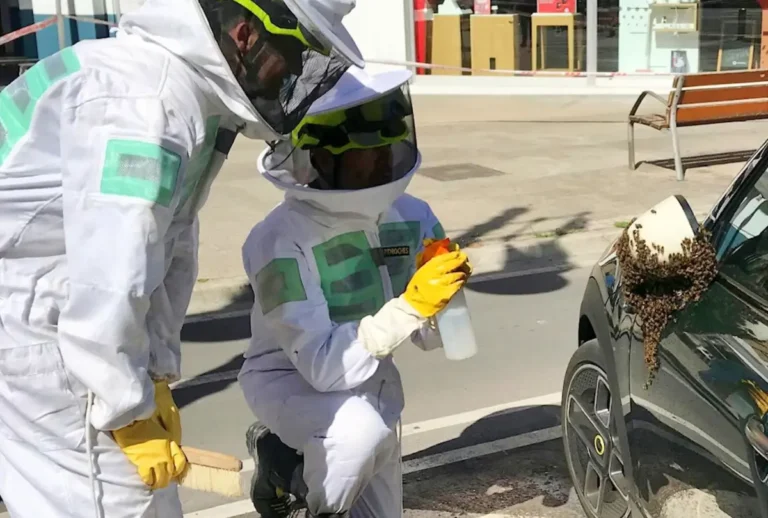 Els Bombers de València retiren més d’un eixam al dia amb la pujada de temperatures