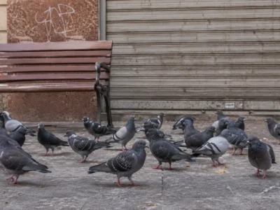 Descontrol dels coloms a València i gestió de l’avifauna urbana