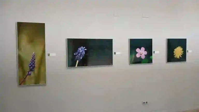 L’exposició Macroarte de Tony Tirado mostra el micromón de la natura al Paleontològic