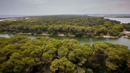 Vista panoràmica de la Devesa del Saler abans de l’incendi, espai afectat pel foc d’agost de 2026