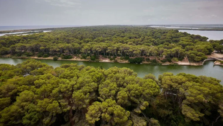 Vista panoràmica de la Devesa del Saler abans de l’incendi, espai afectat pel foc d’agost de 2026