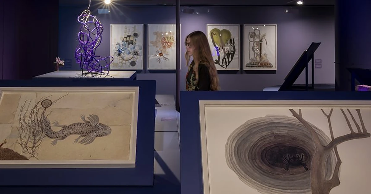 Todo sobre València: noticias, ocio, turismo y planes para disfrutar la ciudad 10 Melanie Smith explora la extinción con cerca de 40 obras en el IVAM